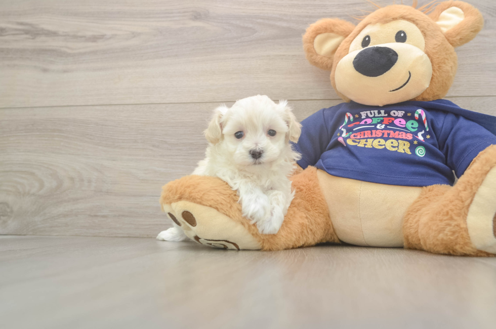 5 week old Maltipoo Puppy For Sale - Windy City Pups