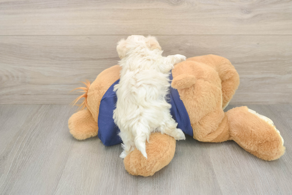 Maltipoo Puppy for Adoption