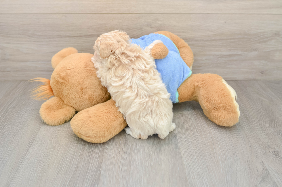 Energetic Maltepoo Poodle Mix Puppy