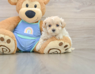 8 week old Maltipoo Puppy For Sale - Windy City Pups