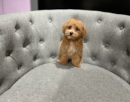 12 week old Maltipoo Puppy For Sale - Windy City Pups