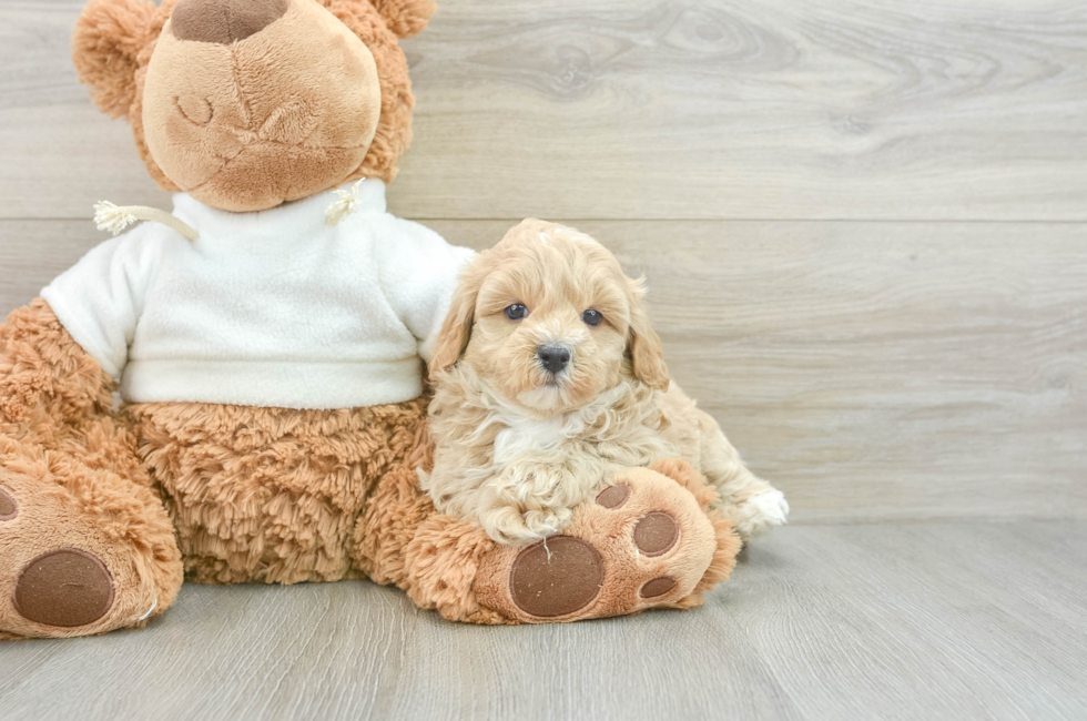 6 week old Maltipoo Puppy For Sale - Windy City Pups