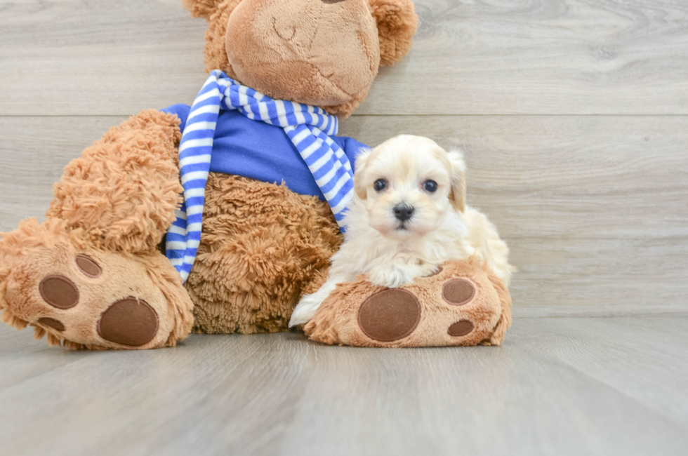 6 week old Maltipoo Puppy For Sale - Windy City Pups