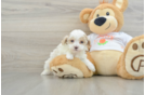 Best Maltipoo Baby