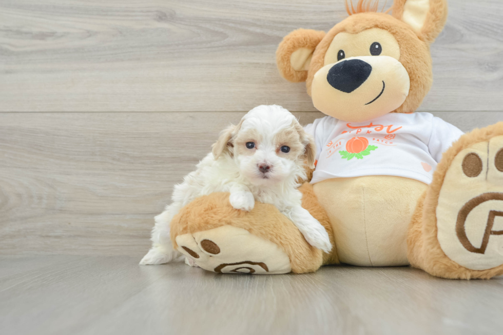 Best Maltipoo Baby
