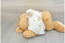 Maltipoo Pup Being Cute