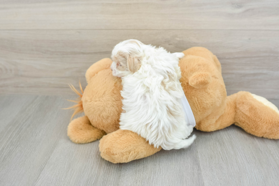 Maltipoo Pup Being Cute