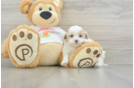 Adorable Maltidoodle Poodle Mix Puppy