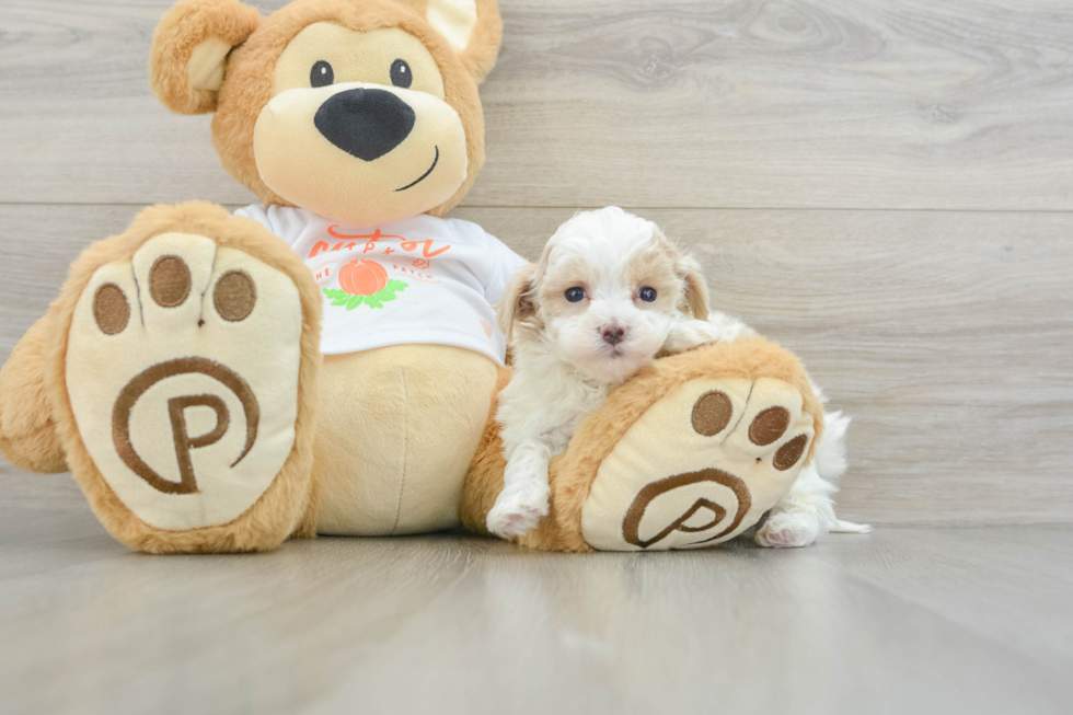 Adorable Maltidoodle Poodle Mix Puppy