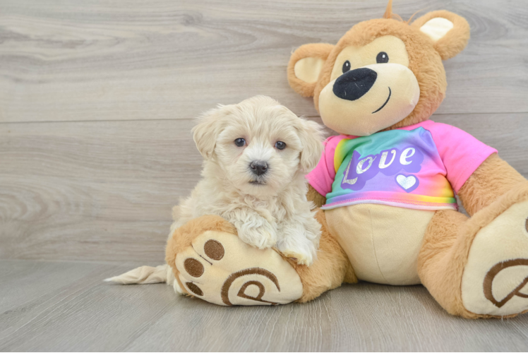 Best Maltipoo Baby