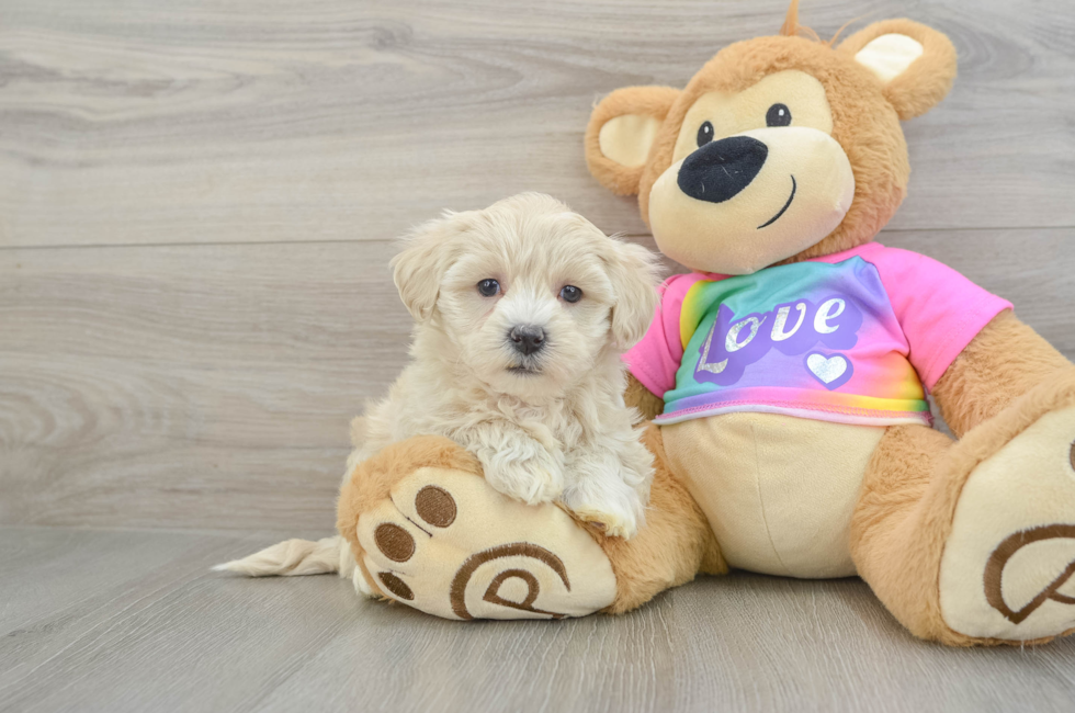 7 week old Maltipoo Puppy For Sale - Windy City Pups