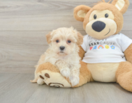 9 week old Maltipoo Puppy For Sale - Windy City Pups