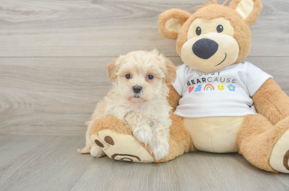 6 week old Maltipoo Puppy For Sale - Windy City Pups