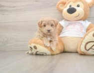 5 week old Maltipoo Puppy For Sale - Windy City Pups