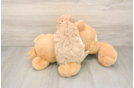 Funny Maltipoo Poodle Mix Pup