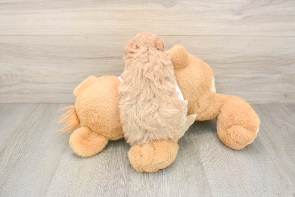 Funny Maltipoo Poodle Mix Pup