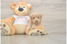 Maltipoo Pup Being Cute