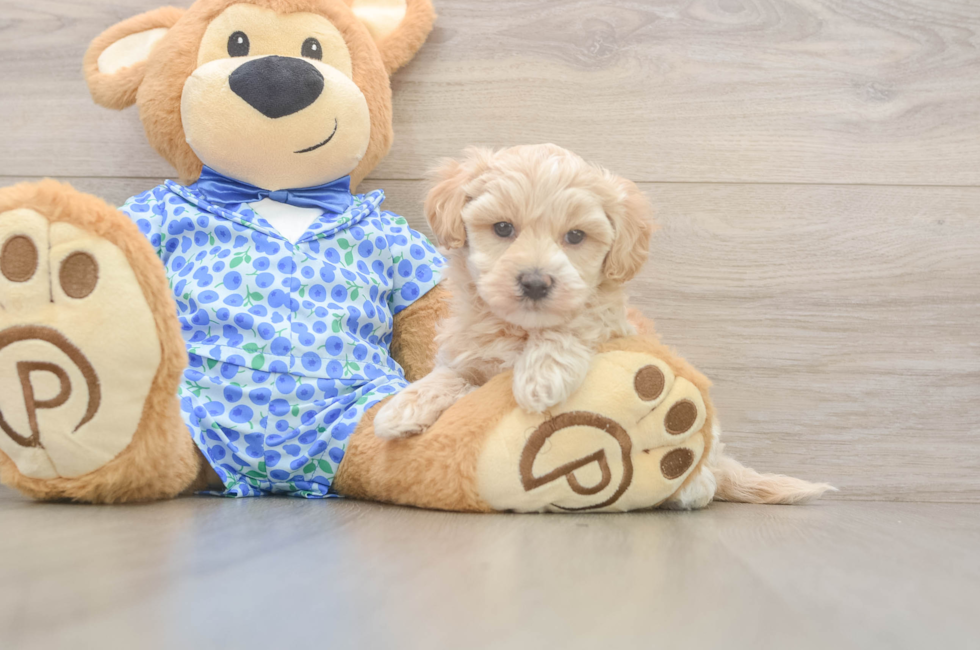 5 week old Maltipoo Puppy For Sale - Windy City Pups