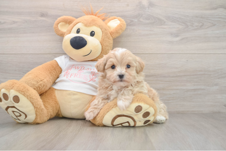 Best Maltipoo Baby