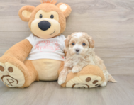 8 week old Maltipoo Puppy For Sale - Windy City Pups