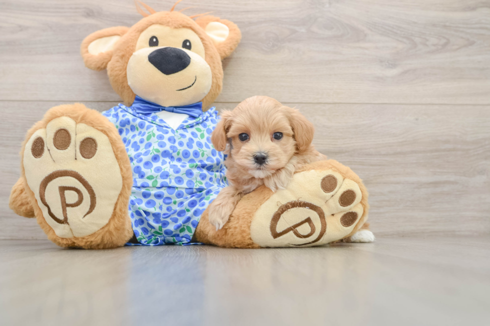 Friendly Maltipoo Baby
