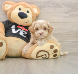 8 week old Maltipoo Puppy For Sale - Windy City Pups