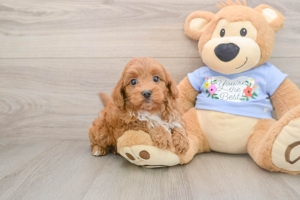 Maltipoo Puppy for Adoption