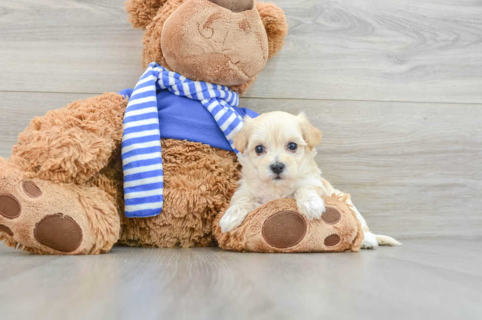 6 week old Maltipoo Puppy For Sale - Windy City Pups