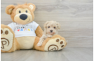 Cute Maltipoo Baby