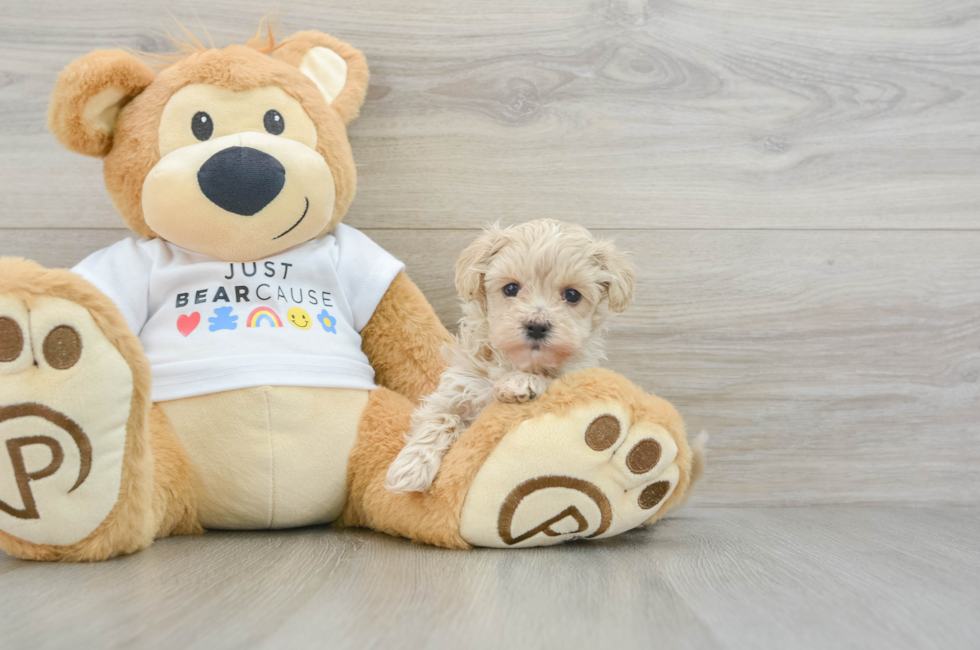 6 week old Maltipoo Puppy For Sale - Windy City Pups