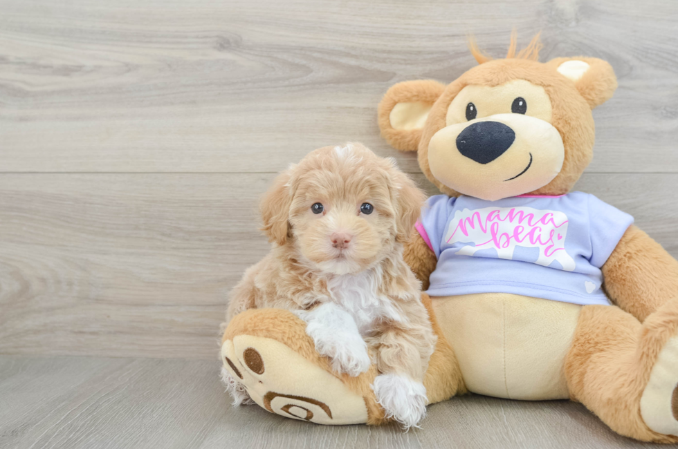 5 week old Maltipoo Puppy For Sale - Windy City Pups