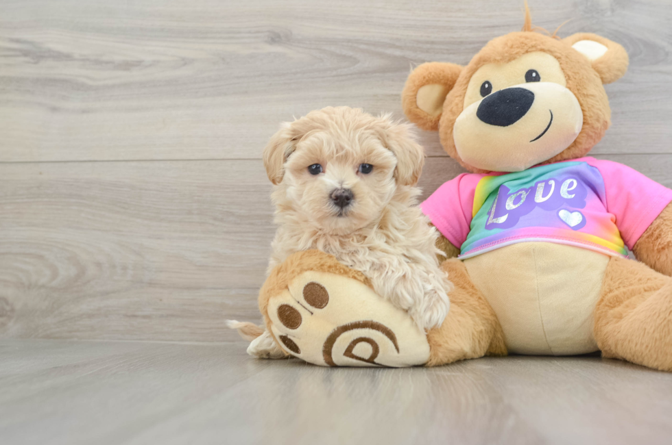 7 week old Maltipoo Puppy For Sale - Windy City Pups