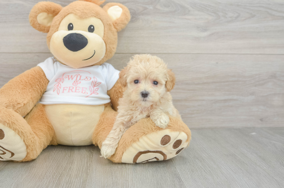 5 week old Maltipoo Puppy For Sale - Windy City Pups