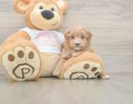 6 week old Maltipoo Puppy For Sale - Windy City Pups