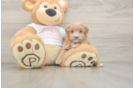 Maltipoo Pup Being Cute