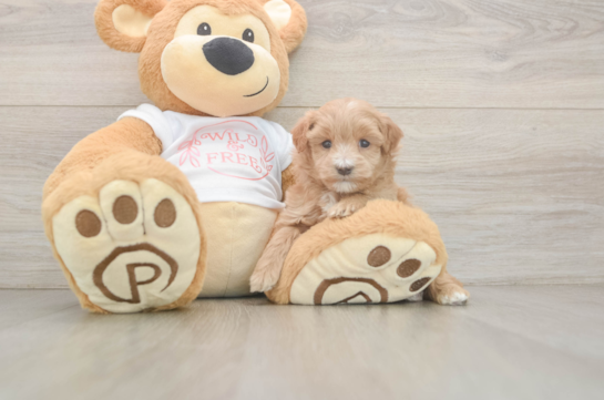 Maltipoo Pup Being Cute