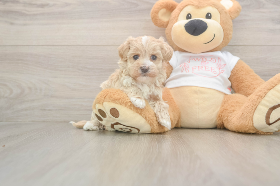 5 week old Maltipoo Puppy For Sale - Windy City Pups