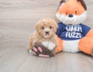 8 week old Maltipoo Puppy For Sale - Windy City Pups