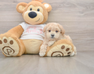 7 week old Maltipoo Puppy For Sale - Windy City Pups