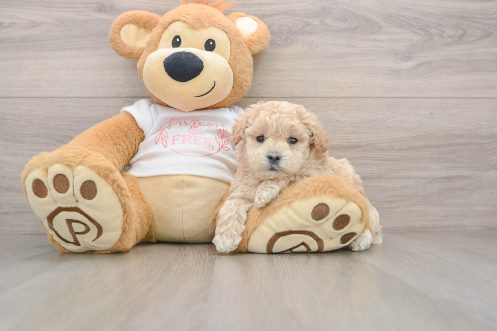 Adorable Malt a Poo Poodle Mix Puppy