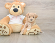 8 week old Maltipoo Puppy For Sale - Windy City Pups