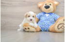 Popular Maltipoo Poodle Mix Pup
