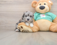 8 week old Maltipoo Puppy For Sale - Windy City Pups