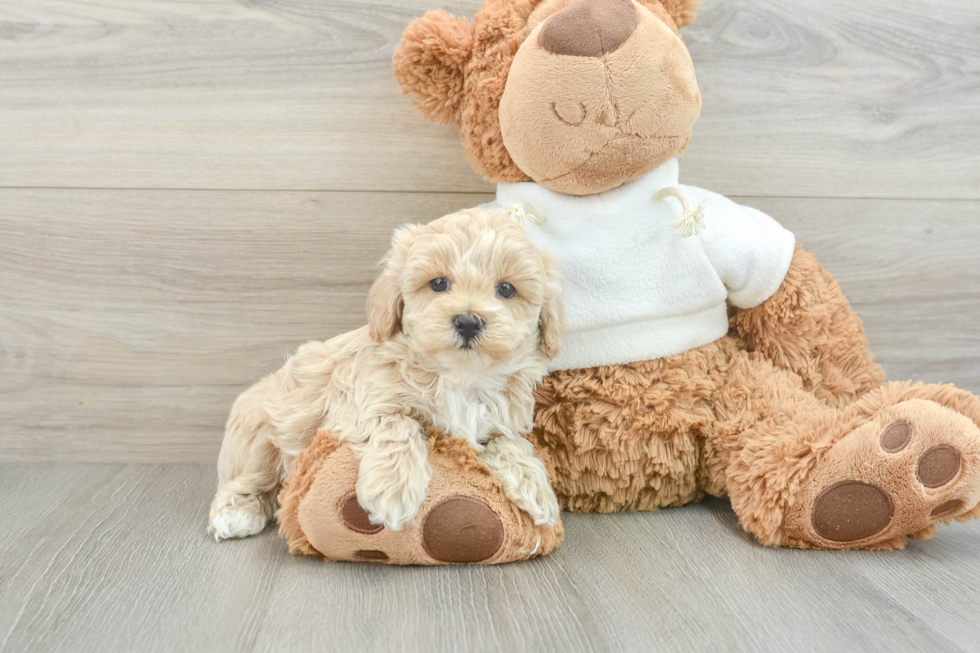 Maltipoo Puppy for Adoption