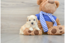 Cute Maltipoo Baby