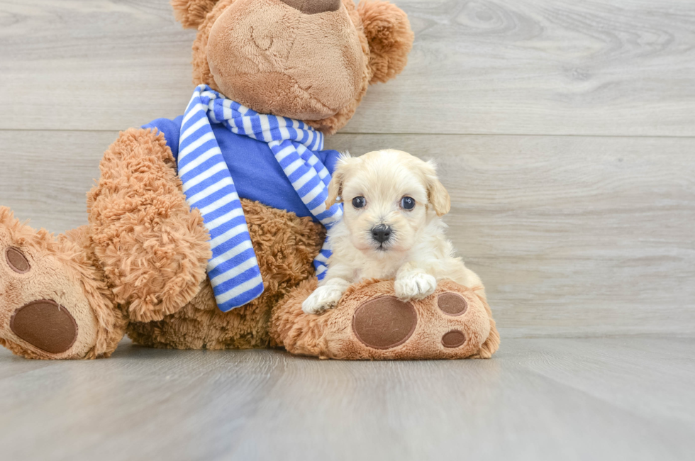 6 week old Maltipoo Puppy For Sale - Windy City Pups