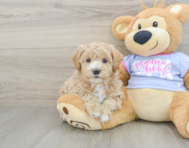 8 week old Maltipoo Puppy For Sale - Windy City Pups