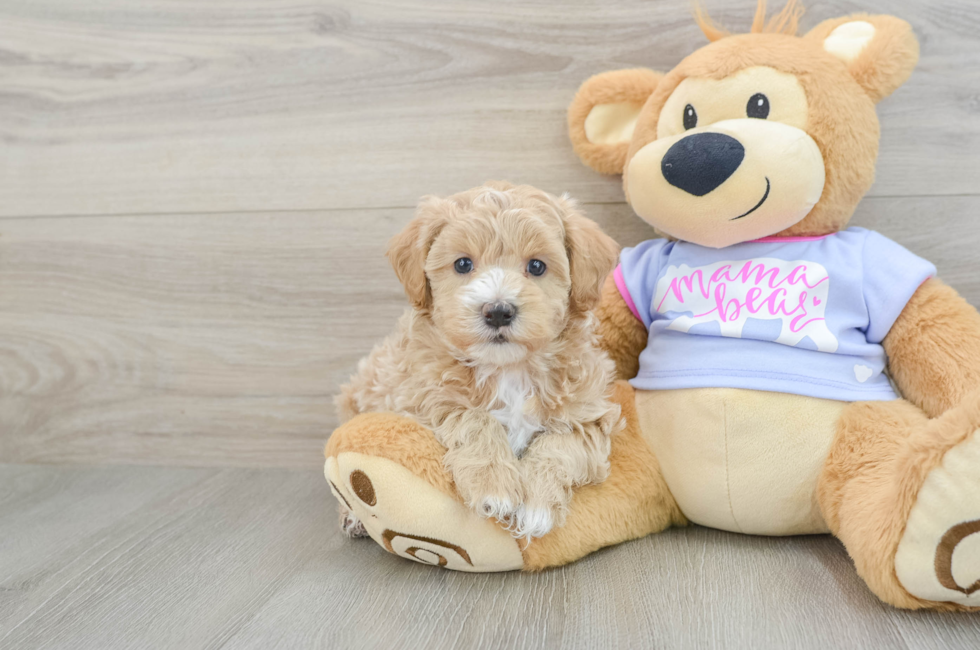 5 week old Maltipoo Puppy For Sale - Windy City Pups