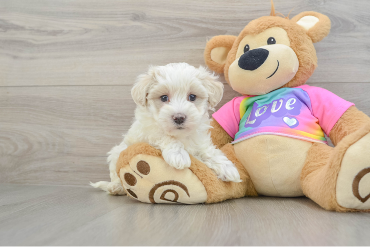 Maltipoo Pup Being Cute