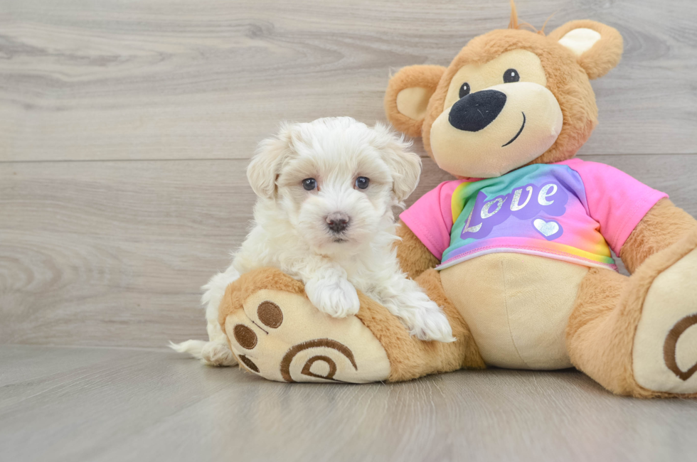 7 week old Maltipoo Puppy For Sale - Windy City Pups